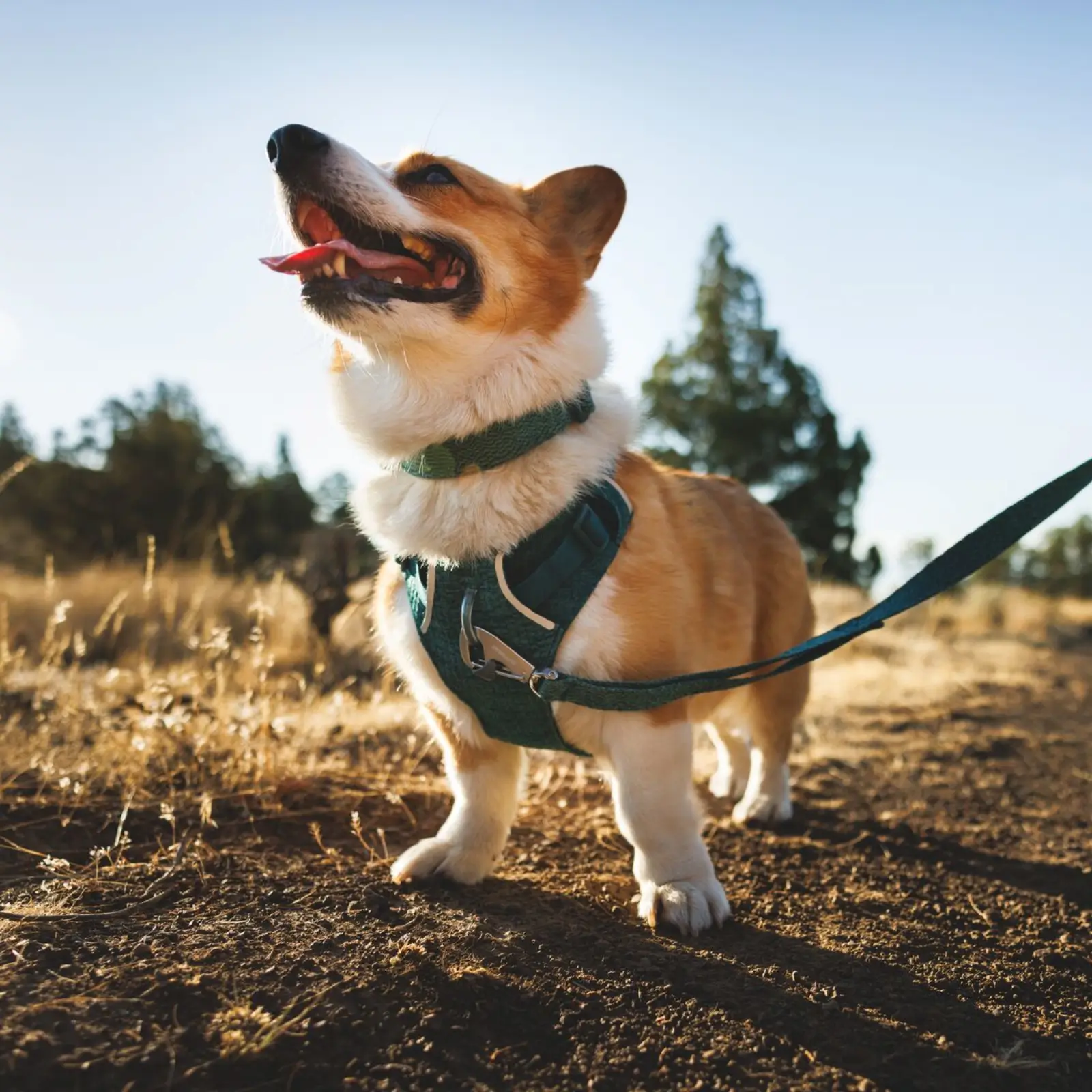 Web JPG-3072_Front-Range-Flex-Harness_Deep-Teal_Lifestyle_RW-7 Front Range Flex Leash