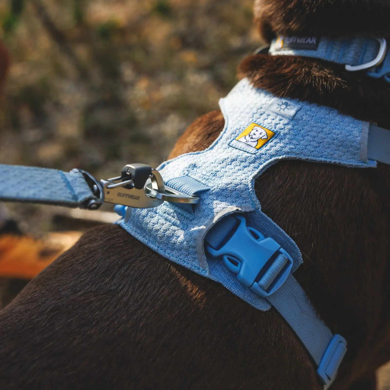Web JPG-3072_Front-Range-Flex-Harness_Polar-Blue_Lifestyle_RW-18 Front Range Flex Leash