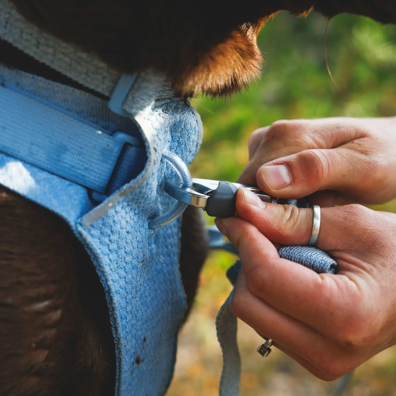 Web JPG-3072_Front-Range-Flex-Harness_Polar-Blue_Lifestyle_RW-20 Front Range Flex Leash