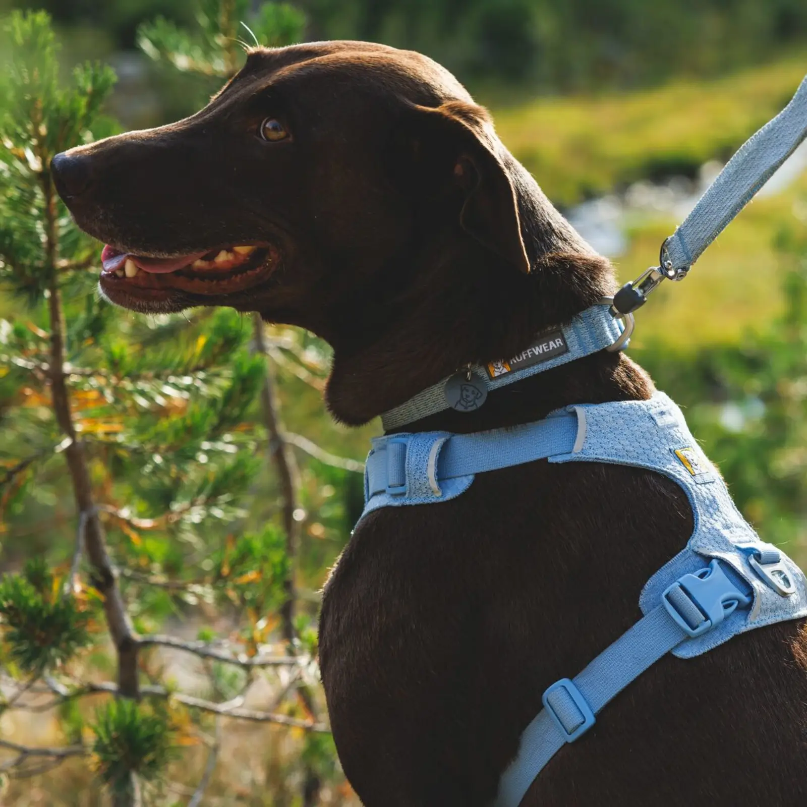 Web JPG-3072_Front-Range-Flex-Harness_Polar-Blue_Lifestyle_RW-24 Front Range Flex Leash