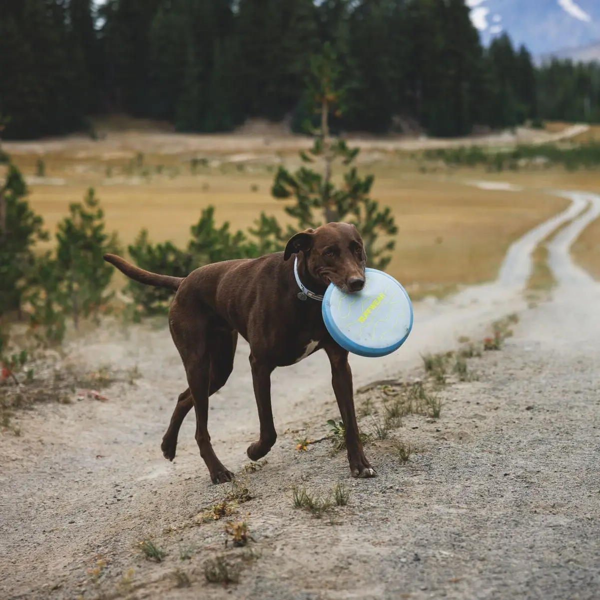 Web JPG-6013_Camp-Flyer-Toy_Polar-Blue_SS26_Lifestyle-3 Front Range Flex Leash