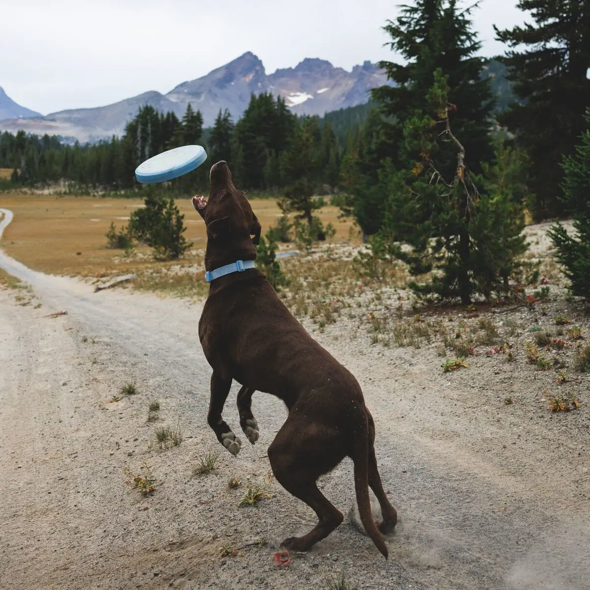 Web JPG-6013_Camp-Flyer-Toy_Polar-Blue_SS26_Lifestyle-5 Front Range Flex Leash