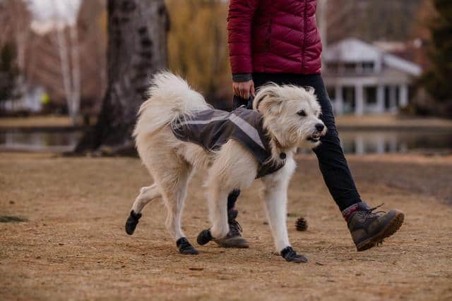 Dog store fur jacket