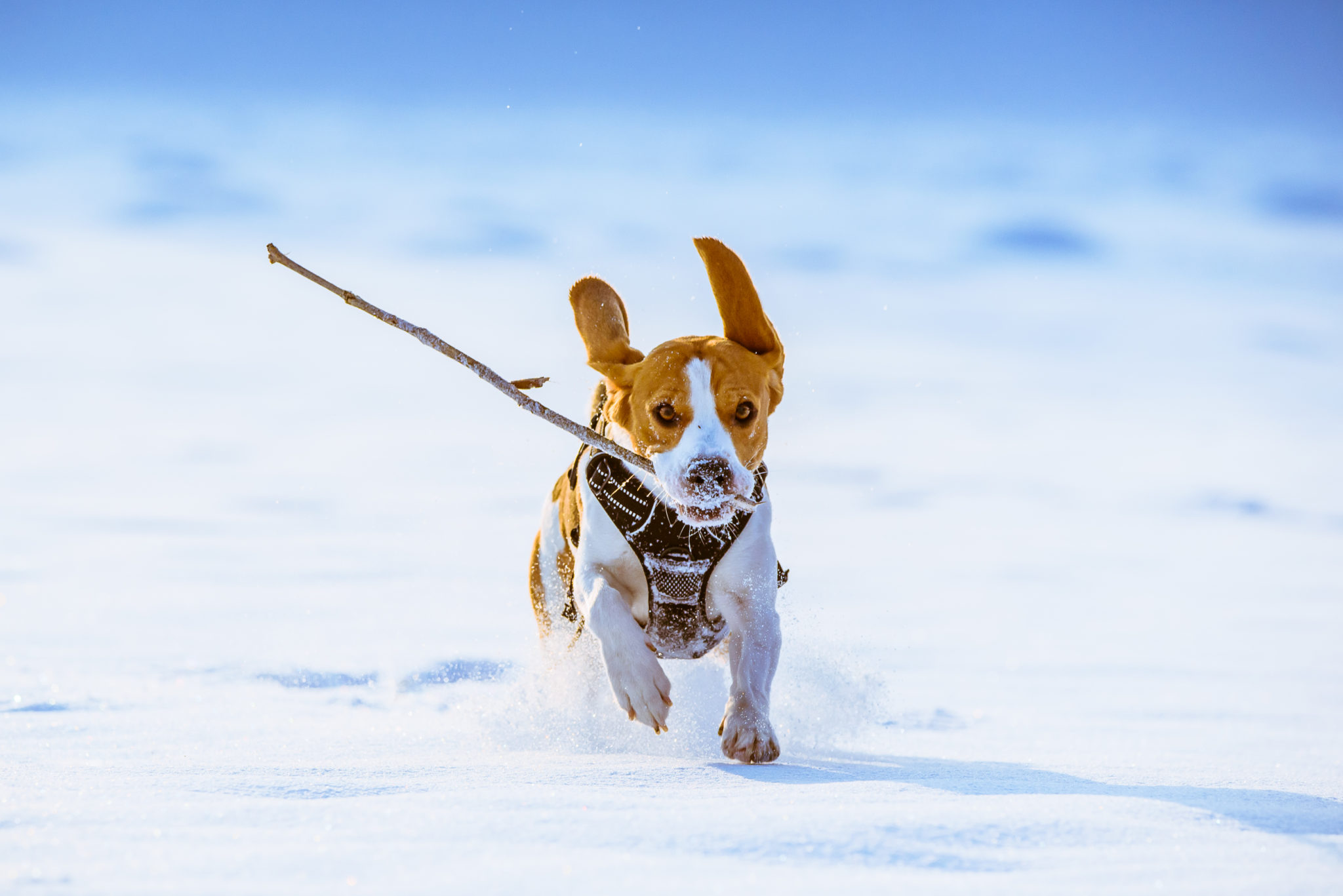 How to look after a dog this winter Pet Shop Direct
