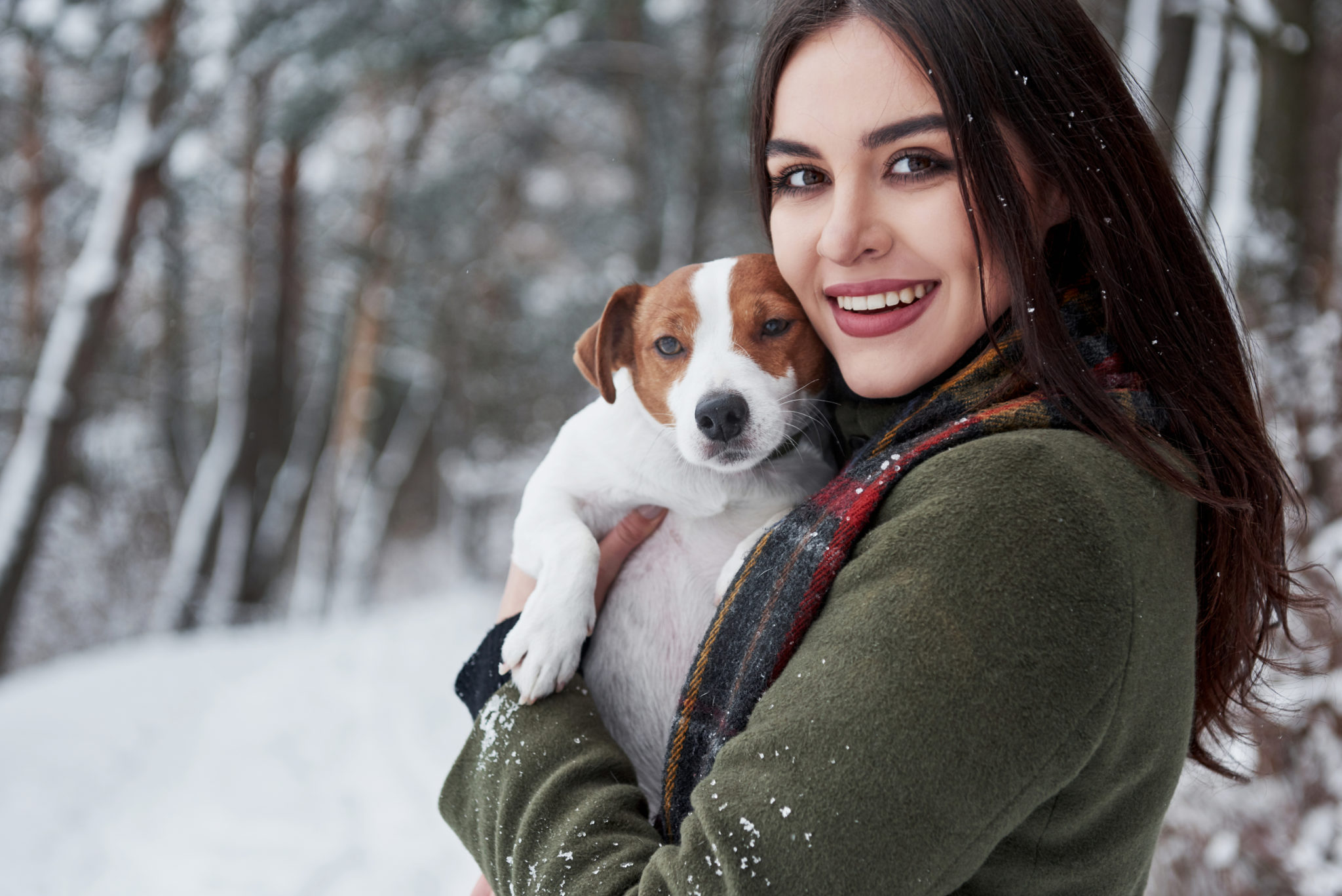How to look after a dog this winter Pet Shop Direct