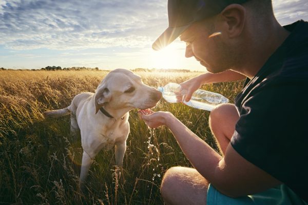 how to get a dog to drink water from bottle