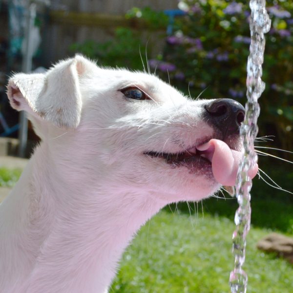 Getting a store dog to drink