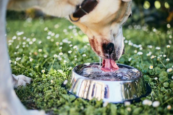 How to get a dog to drink water