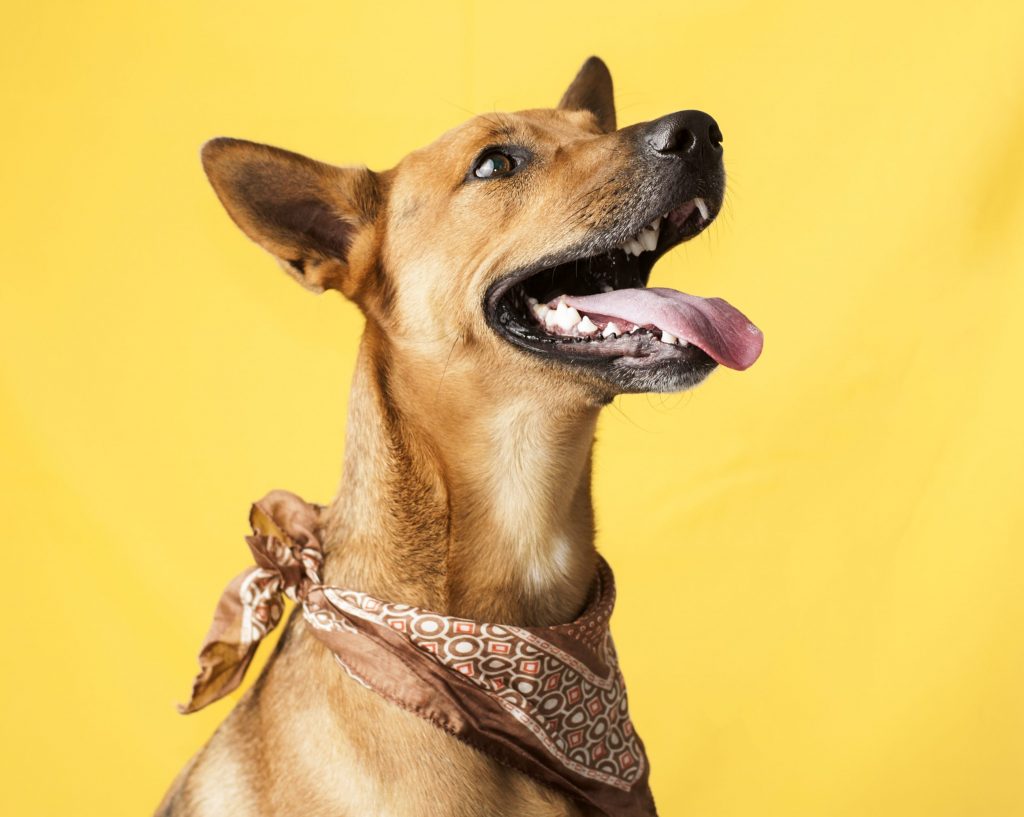 Choosing dog food for healthy teeth Pet Shop Direct