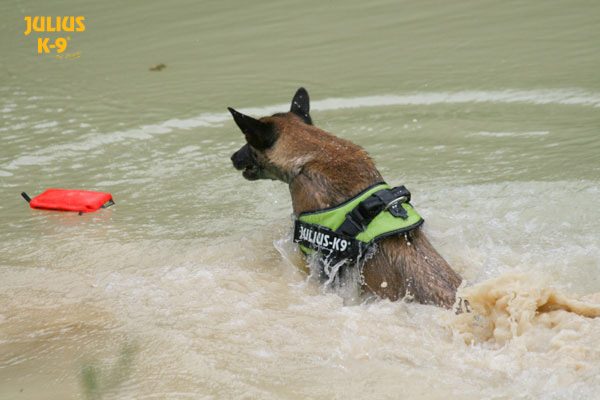julius k9 german shepherd