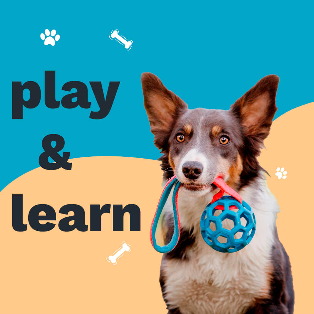 Online Pet Store UK Dog and Cat Supplies Online Direct