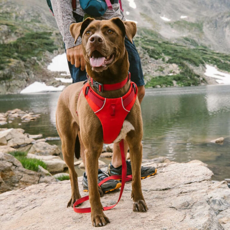 ruffwear-2-1-768x768.jpg