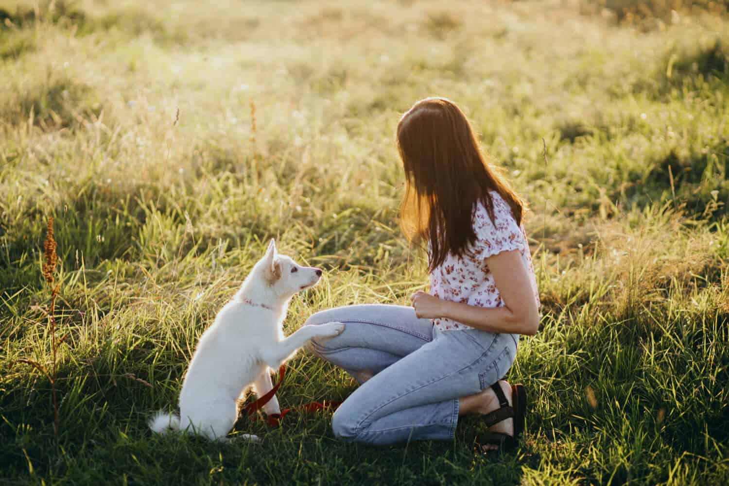 how to teach a puppy to sit